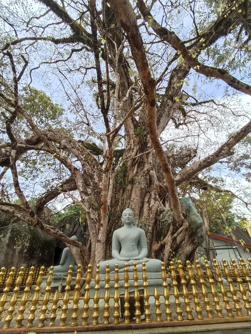 White Buddha statue beneath a large sacred tree in Sri Lanka