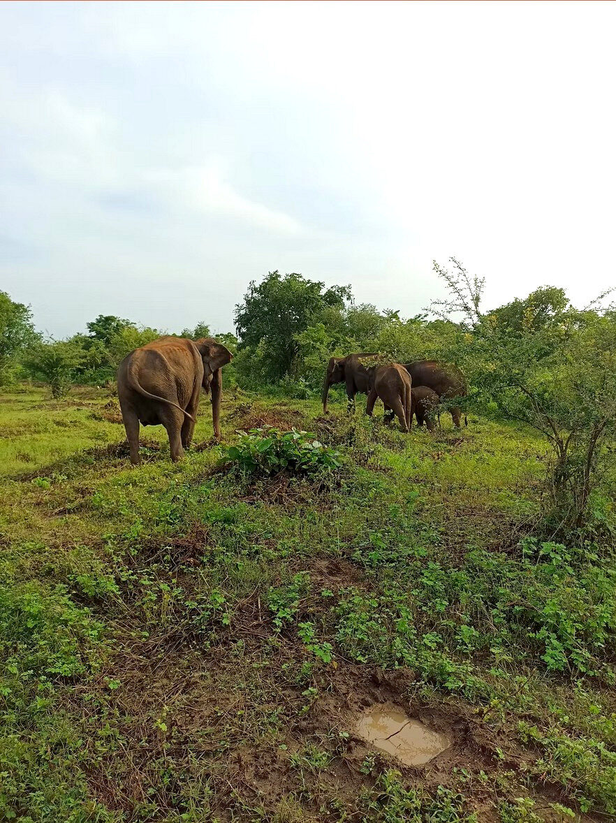 Wild elephants grazing in a green Sri Lankan national park