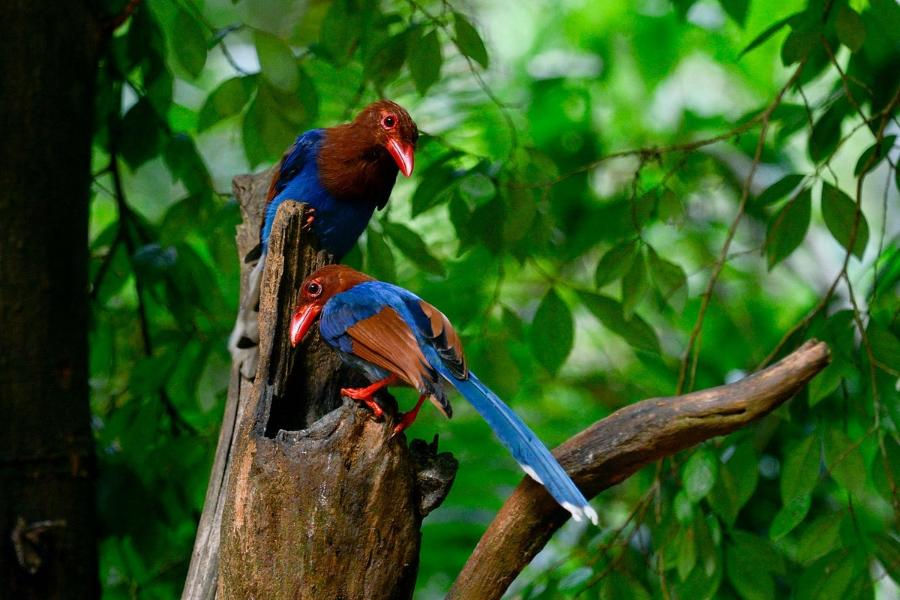 Endemic Sri Lankan blue magpies perched on a branch